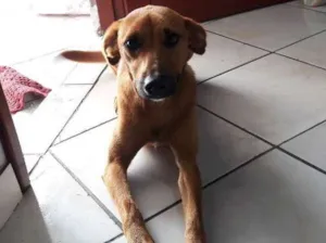 Cachorro raça Vira lata  idade 2 anos nome Caramelo