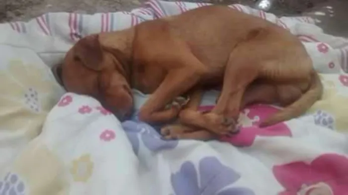 Cachorro ra a Pincher com SRD idade 2 anos nome Valente