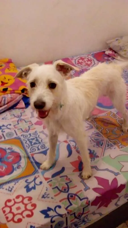 Cachorro ra a Vira-Lata  idade 7 a 11 meses nome Thor