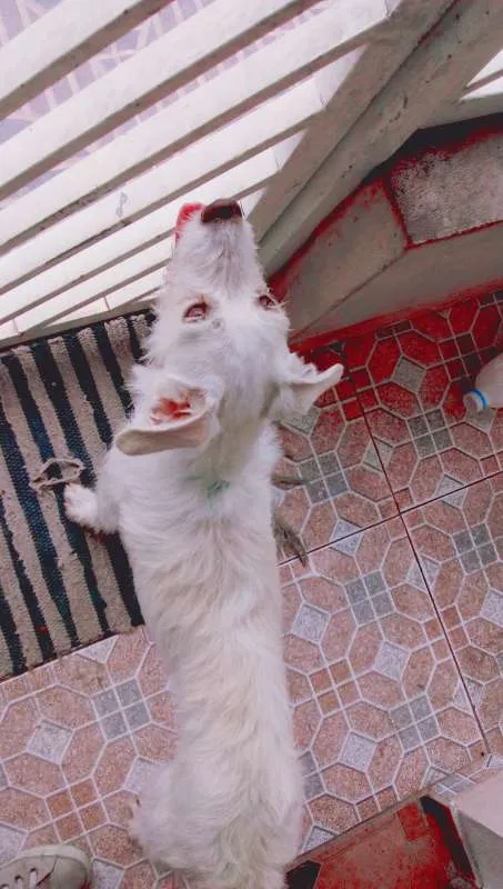 Cachorro ra a Vira-Lata  idade 7 a 11 meses nome Thor