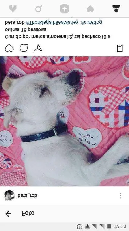Cachorro ra a Vira-Lata  idade 7 a 11 meses nome Thor