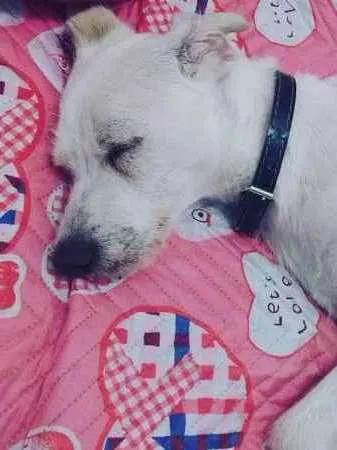 Cachorro ra a Vira-Lata  idade 7 a 11 meses nome Thor
