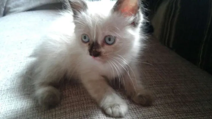 Gato ra a  idade Abaixo de 2 meses nome Trudi