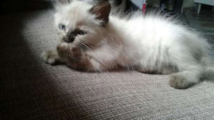 Gato ra a  idade Abaixo de 2 meses nome Trudi