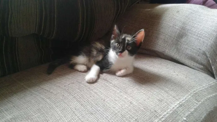 Gato ra a  idade Abaixo de 2 meses nome Zoe