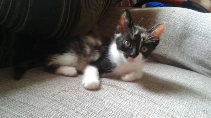 Gato ra a  idade Abaixo de 2 meses nome Zoe