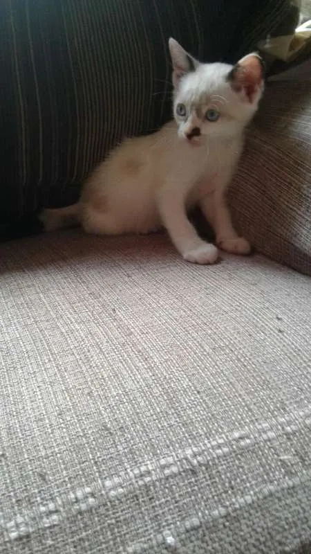 Gato ra a  idade Abaixo de 2 meses nome Nancy
