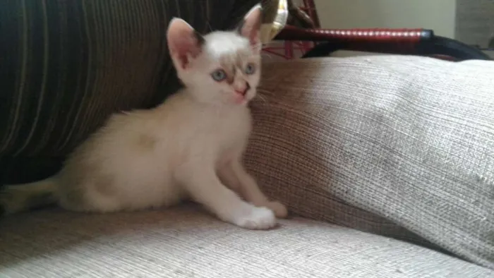 Gato ra a  idade Abaixo de 2 meses nome Nancy