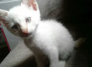 Gato raça  idade Abaixo de 2 meses nome Will