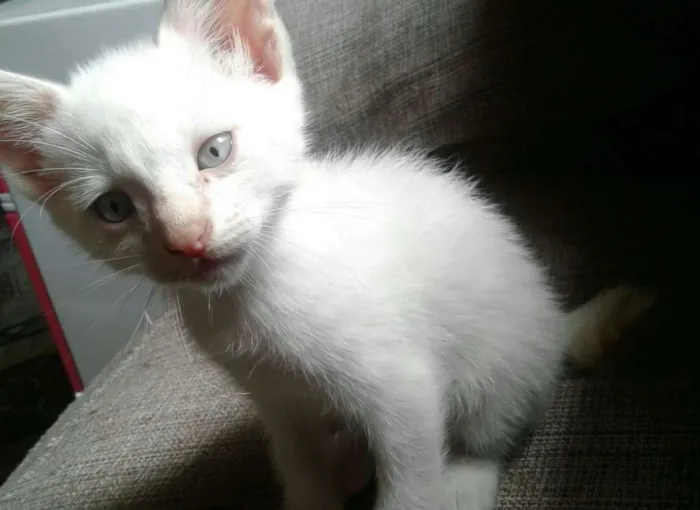 Gato ra a  idade Abaixo de 2 meses nome Will