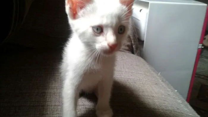 Gato ra a  idade Abaixo de 2 meses nome Will
