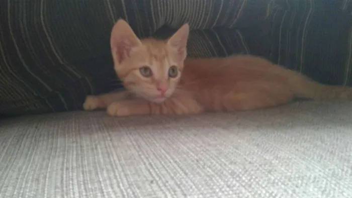 Gato ra a  idade Abaixo de 2 meses nome Dustin