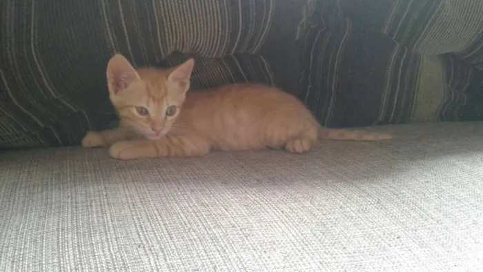 Gato ra a  idade Abaixo de 2 meses nome Dustin