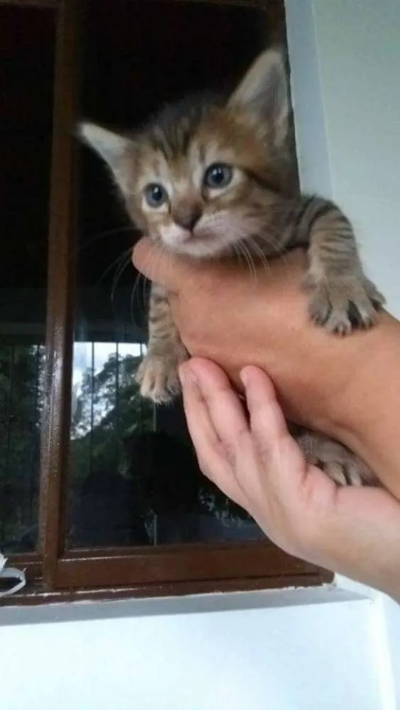 Gato ra a Vira-lata idade Abaixo de 2 meses nome Sem nome