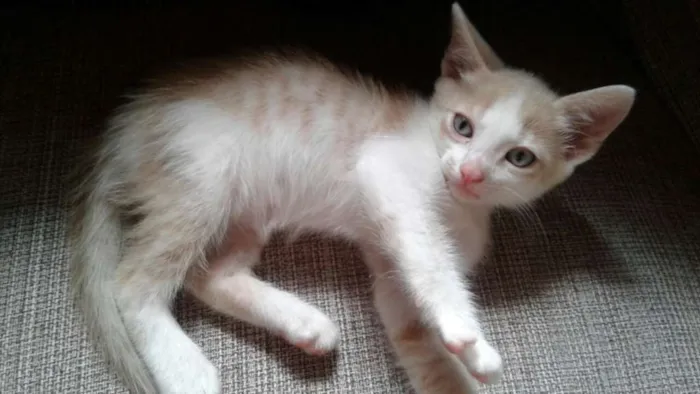 Gato ra a  idade Abaixo de 2 meses nome Mewt