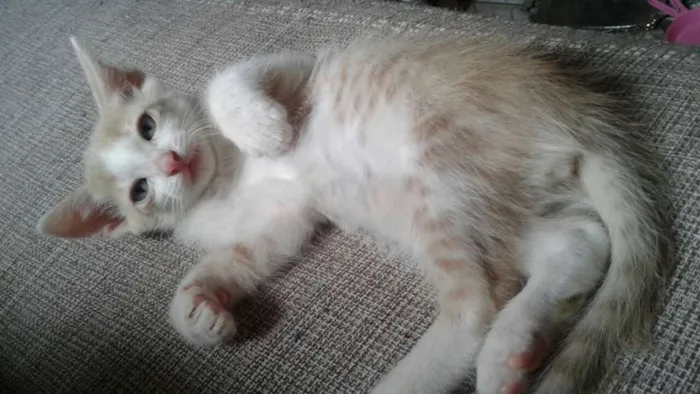Gato ra a  idade Abaixo de 2 meses nome Mewt