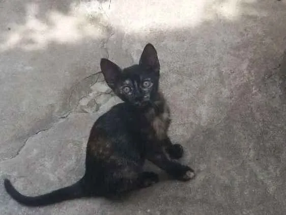 Gato ra a Mestiça  idade 2 a 6 meses nome Malhadinha 