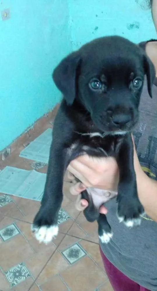 Cachorro ra a Vira lata idade 2 a 6 meses nome Aladin