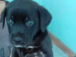 Cachorro raça Vira lata idade 2 a 6 meses nome Aladin