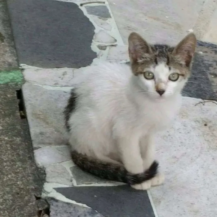 Gato ra a SRD idade 2 a 6 meses nome Ess