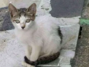 Gato raça SRD idade 2 a 6 meses nome Ess