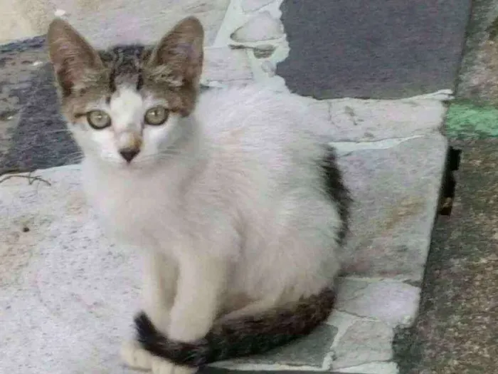 Gato ra a SRD idade 2 a 6 meses nome Ess