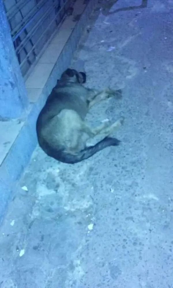 Cachorro ra a Não definida  idade 2 anos nome Não tem