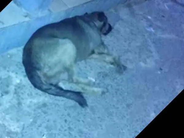 Cachorro ra a Não definida  idade 2 anos nome Não tem