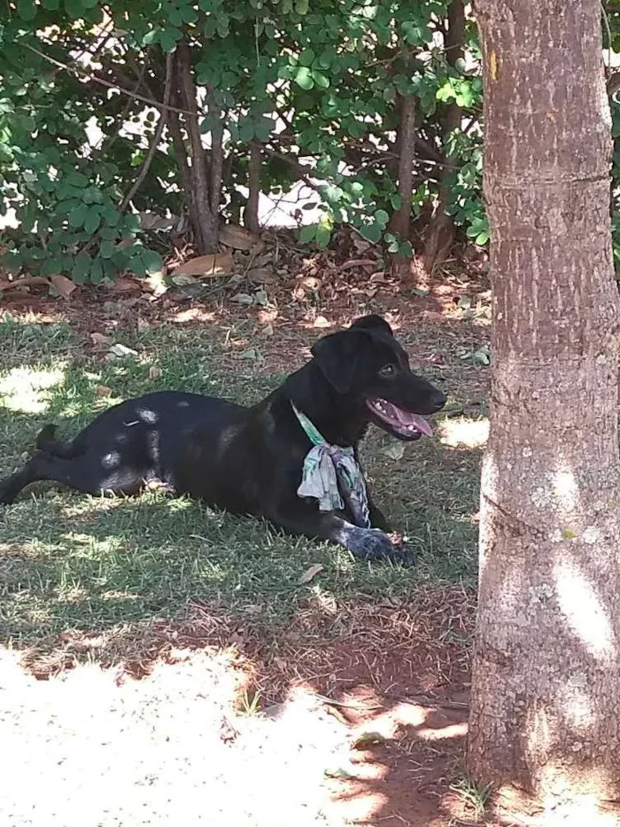 Cachorro ra a Viralata idade 7 a 11 meses nome Dandara