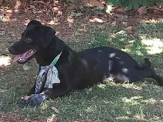 Cachorro ra a Viralata idade 7 a 11 meses nome Dandara