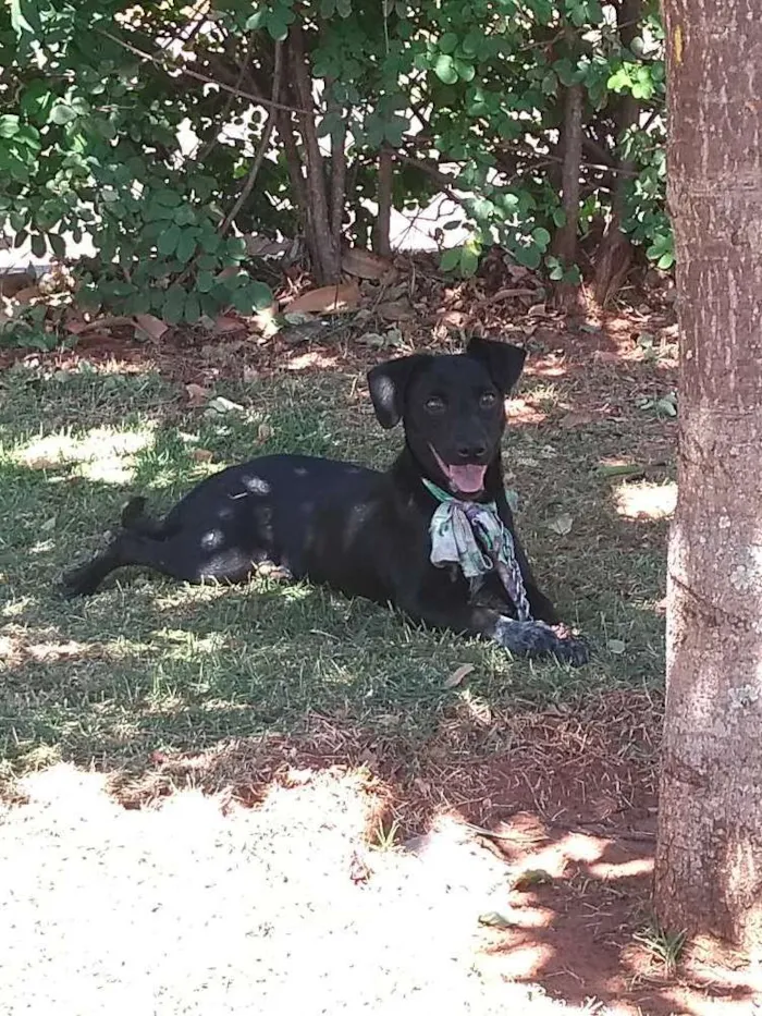 Cachorro ra a Viralata idade 7 a 11 meses nome Dandara