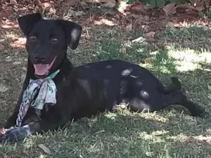 Cachorro raça Viralata idade 7 a 11 meses nome Dandara