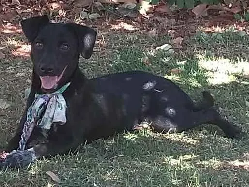 Cachorro ra a Viralata idade 7 a 11 meses nome Dandara