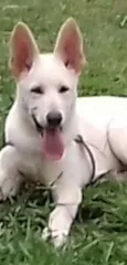 Kira