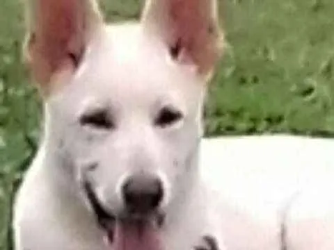Cachorro ra a Pastor alemão idade 2 a 6 meses nome Kira