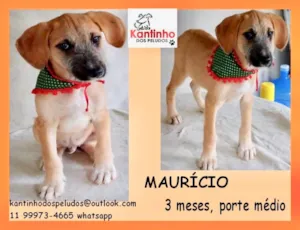 Cachorro raça  idade 2 a 6 meses nome Mauricio Bebezinho