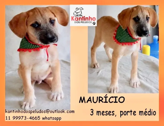 Cachorro ra a idade 2 a 6 meses nome Mauricio Bebezinho