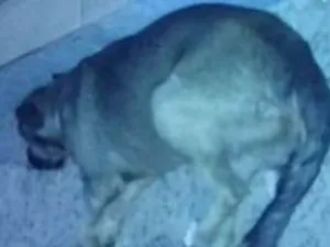 Cachorro raça Não definida  idade 2 anos nome Não tem