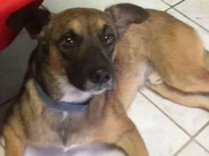 Cachorro raça sem raa definida idade 1 ano nome Xavier