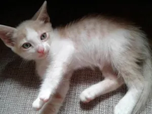 Gato raça  idade Abaixo de 2 meses nome Mewt