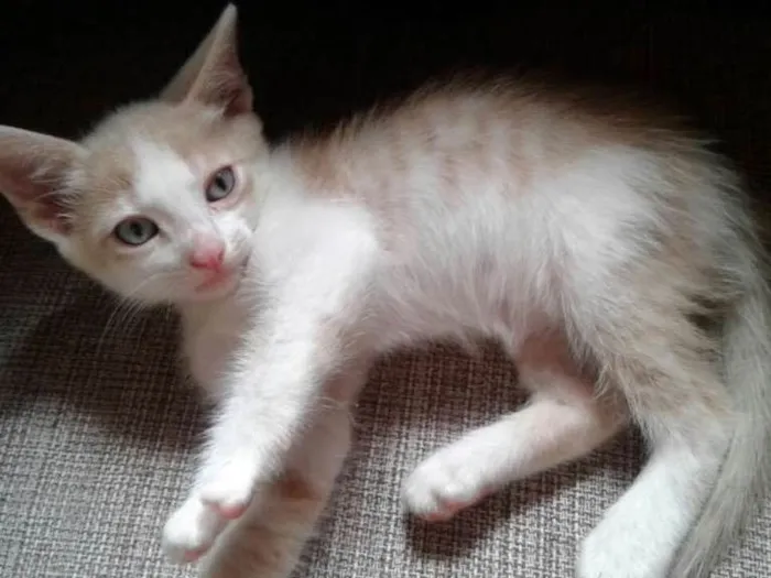 Gato ra a  idade Abaixo de 2 meses nome Mewt