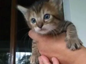 Gato raça Vira-lata idade Abaixo de 2 meses nome Sem nome