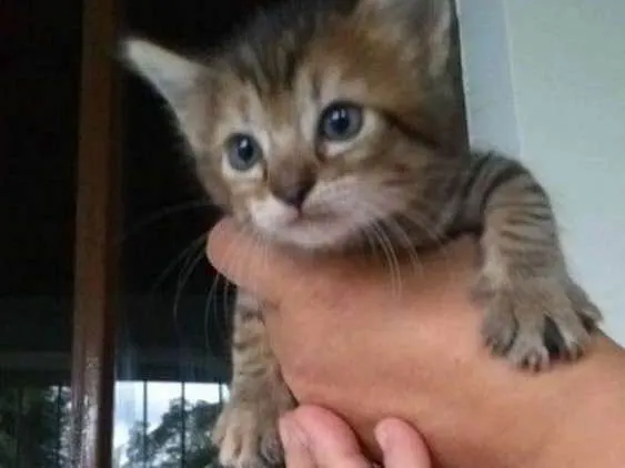 Gato ra a Vira-lata idade Abaixo de 2 meses nome Sem nome