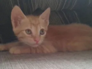 Gato raça  idade Abaixo de 2 meses nome Dustin