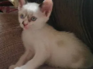 Gato raça  idade Abaixo de 2 meses nome Nancy