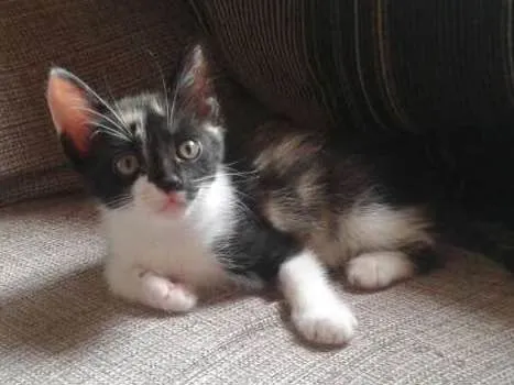 Gato ra a  idade Abaixo de 2 meses nome Zoe