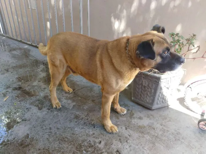 Cachorro raça Sdd boxer com pastor belga idade 6 ou mais anos nome Johw