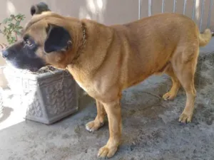 Cachorro raça Sdd boxer com pastor belga idade 6 ou mais anos nome Johw