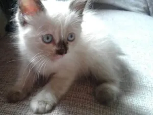 Gato raça  idade Abaixo de 2 meses nome Trudi