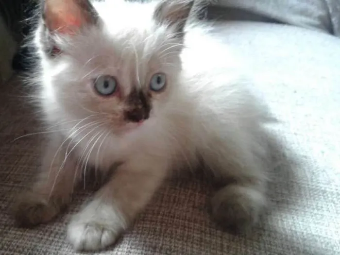 Gato ra a  idade Abaixo de 2 meses nome Trudi